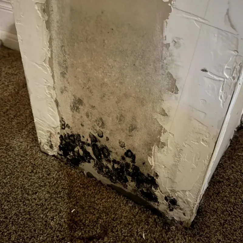Professional Mold Removal in Wallburg, NC